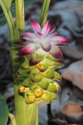 Fleurs du Curcuma, famille des Zingibraces, Domaine d'Ambohitsara Astrale