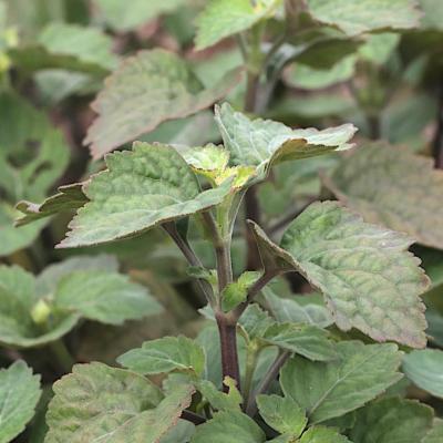 Huile essentielle Patchouli frais | 5 ml