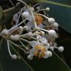 Calophylle 1 litre