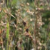 Huile Essentielle Citronnelle Géante Madagascar | 10 ml