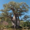 Baobab 50 ml 