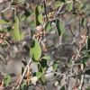 Croton cotoneaster 10 ml