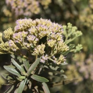 Eau florale de Famonty et acides carboxyliques 