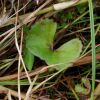 Centella asiatica feuilles 30 gr