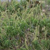 Huile Essentielle Basilic à Eugénol | 5 ml