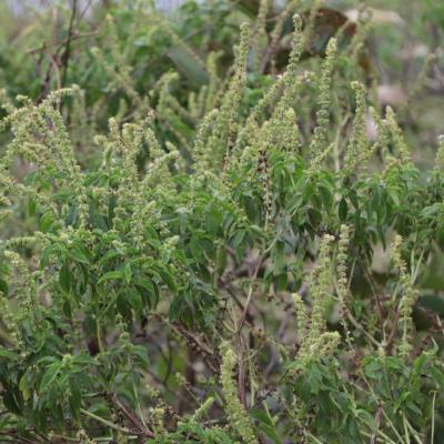 Huile Essentielle Basilic à Eugénol | 5 ml