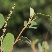 Croton cotoneaster 5 ml