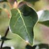 Ravintsara feuilles 20 gr