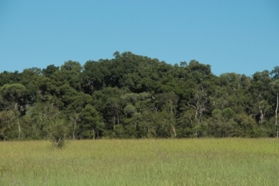 Sud ouest de Madagascar, forêt préservée site de cueillette durable du Katrafay