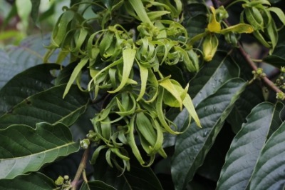 Fleurs d'slang-Ylang au Domaine d'Ambohitsara