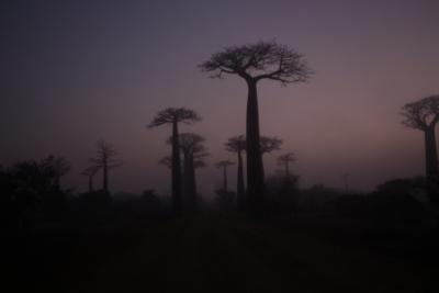 Baobab